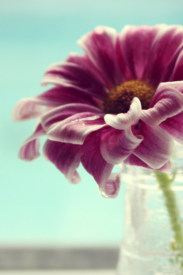 Фиолетово белый цветок в вазе