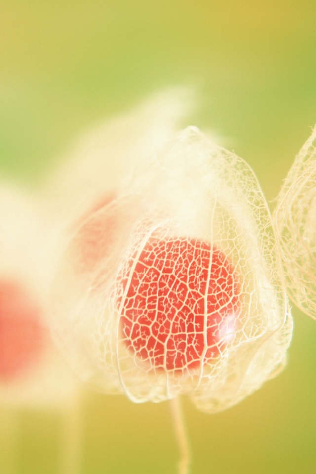 Паутинки цветка Физалиса