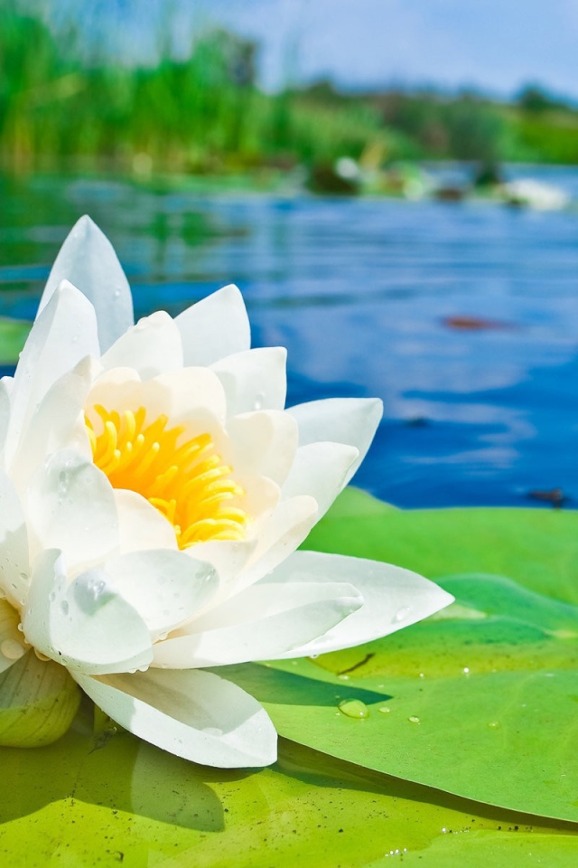 Белый лотос на озере