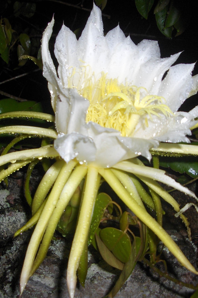 Белый цветок кактуса