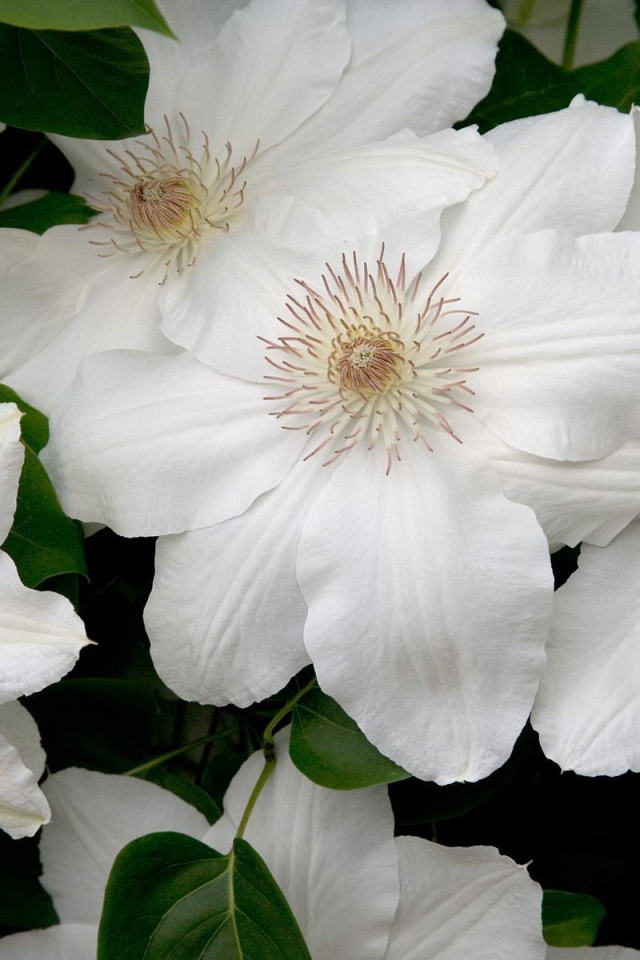 Белые цветы с нежными лепестками