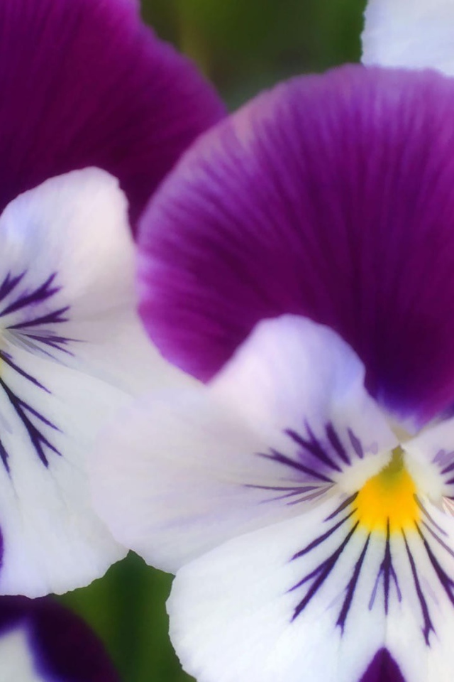 Бело сиреневые цветы