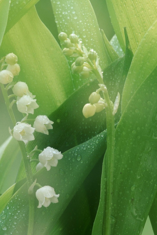 Белые лилии