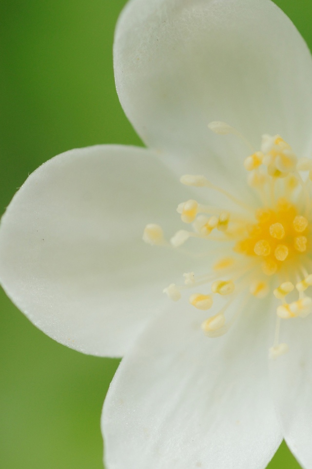 Белые лепестки