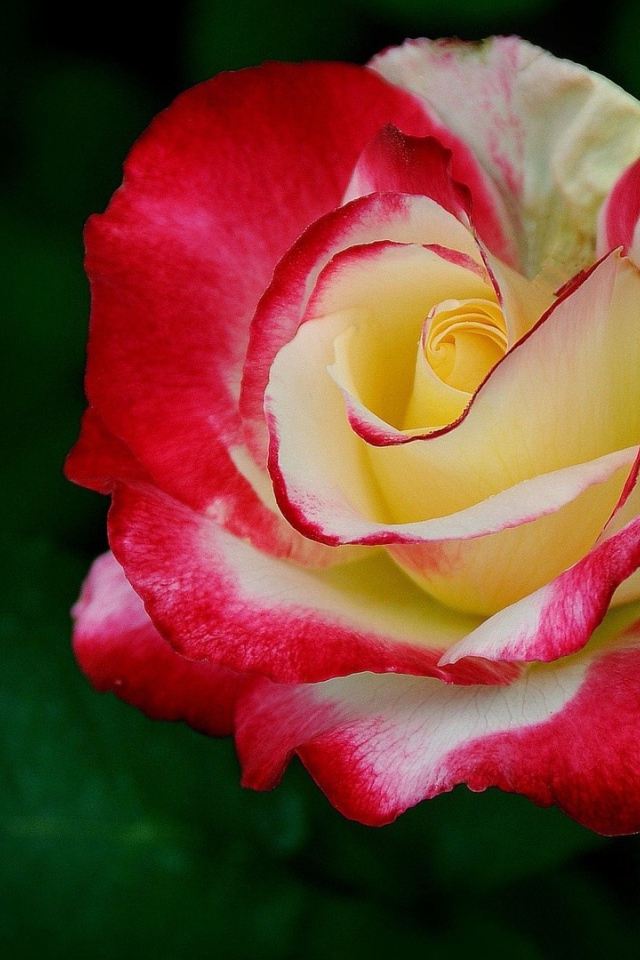 Желто-красная роза