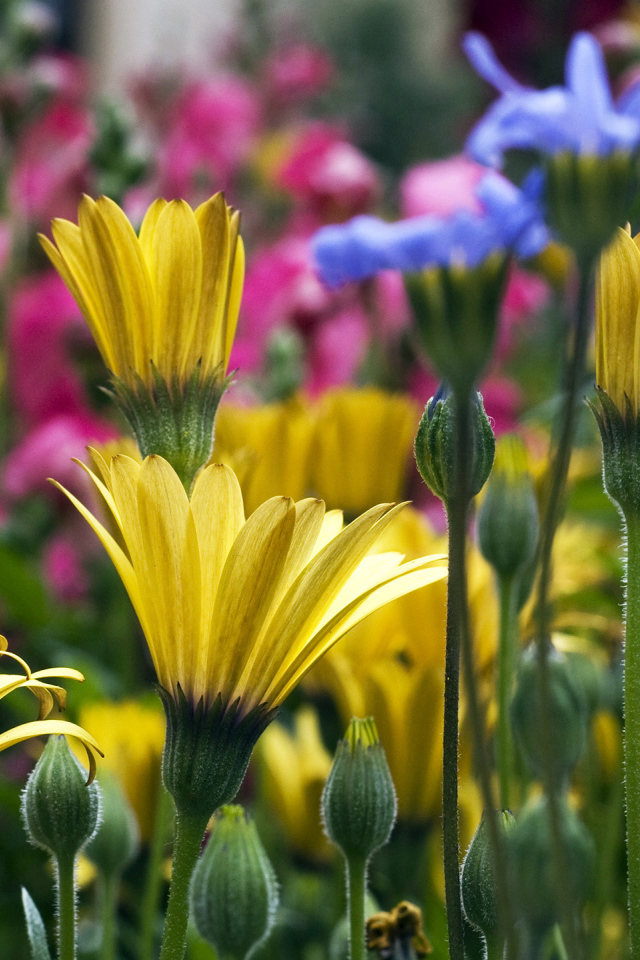 Желтые синие и розовые цветы