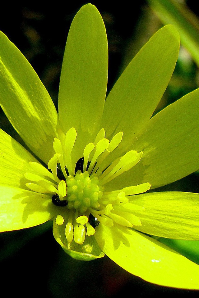 Желтый цветок с жуками