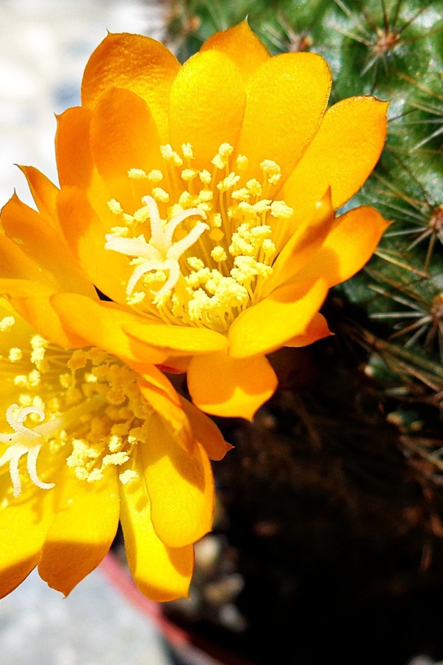 Желтый цветок кактуса