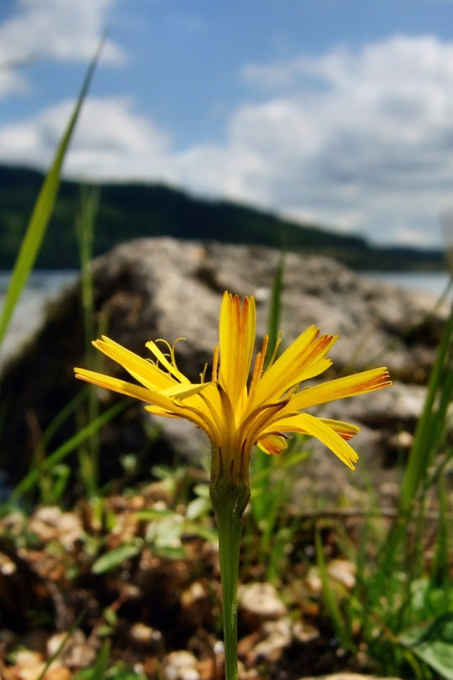 Желтый цветок на берегу