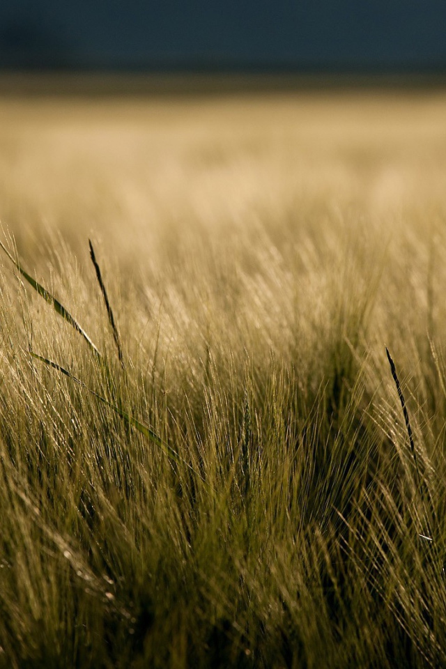 Одинокий цветок в траве