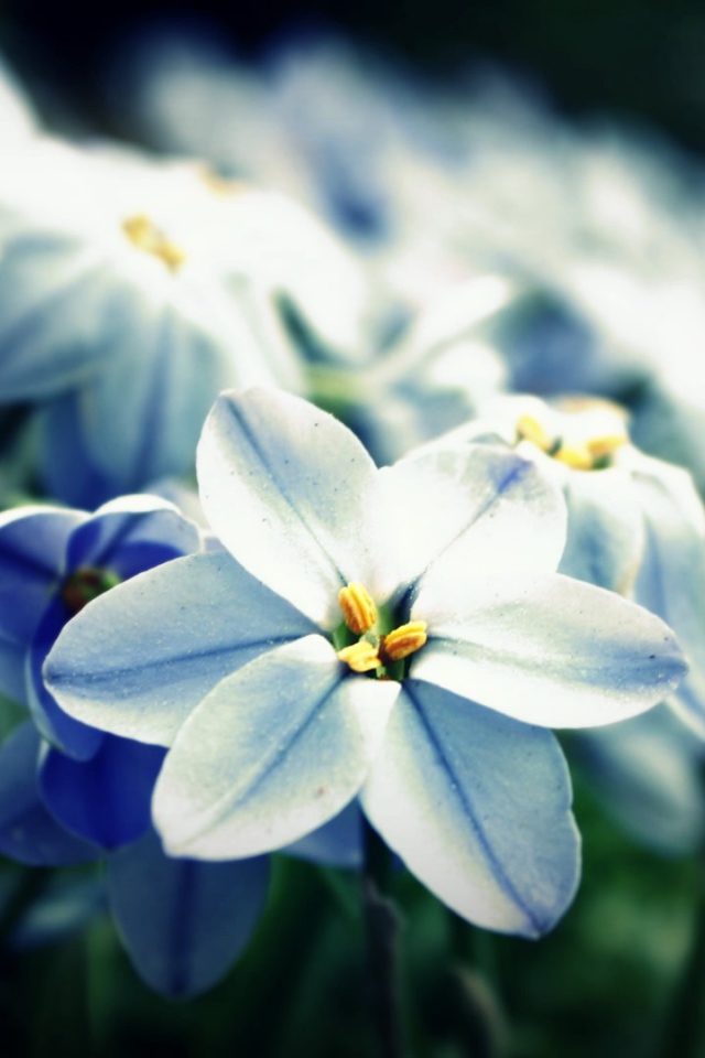 Сине белые цветы