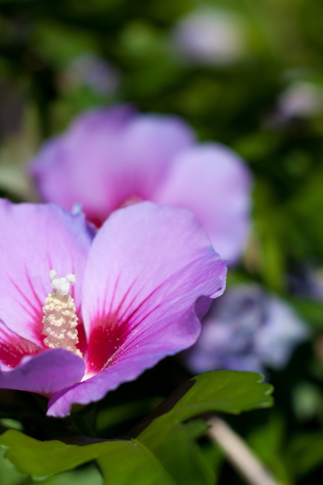 Сине розовый цветок