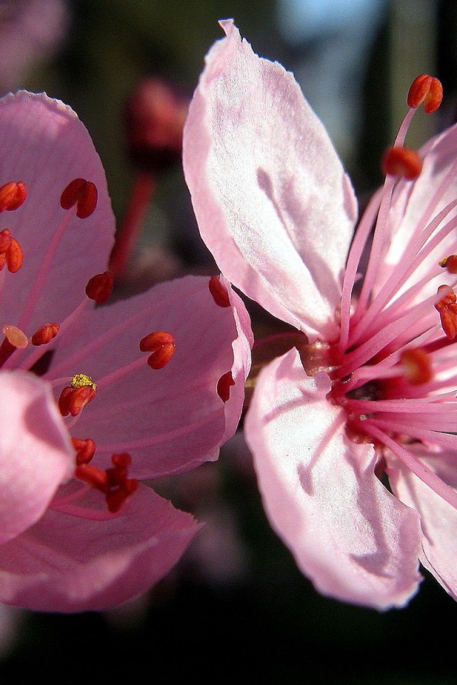 Цветы вишни