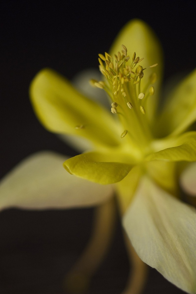 Цветок крупным планом