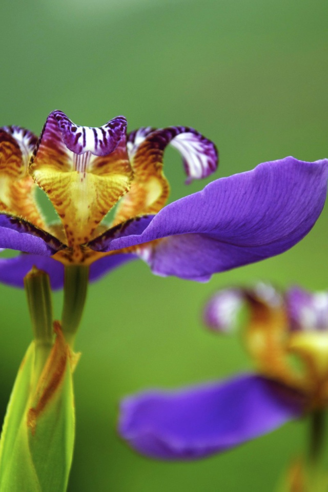 Цветок макро