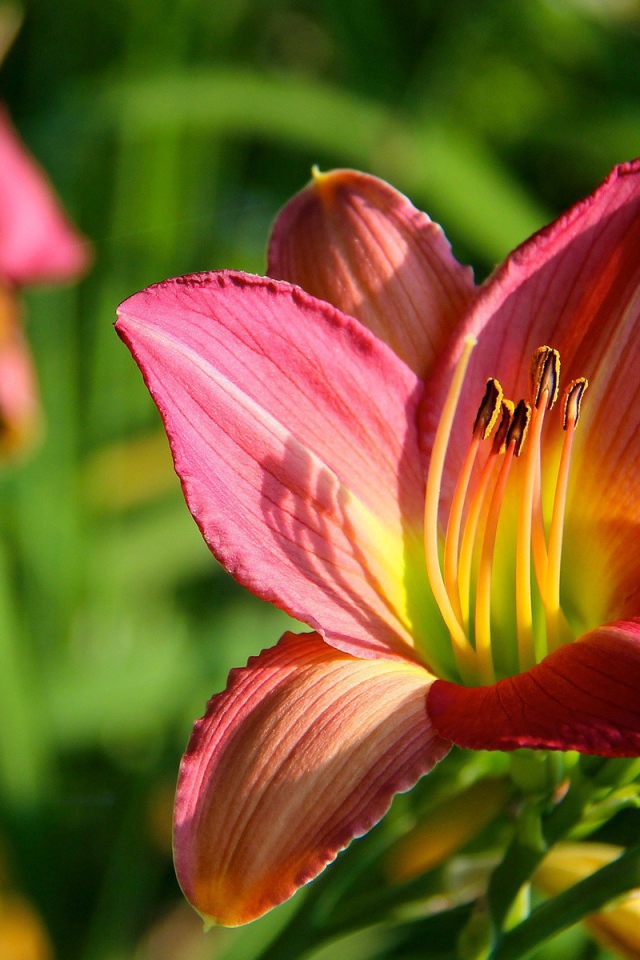 Цветок с тычинками