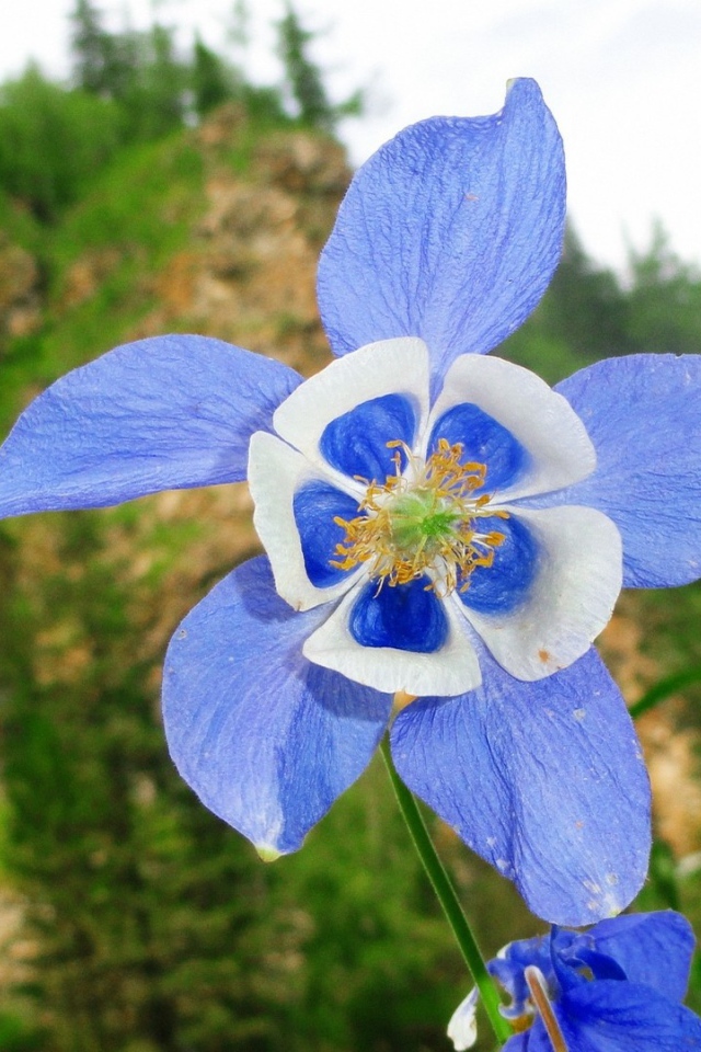 Цветок с сине-белыми лепестками