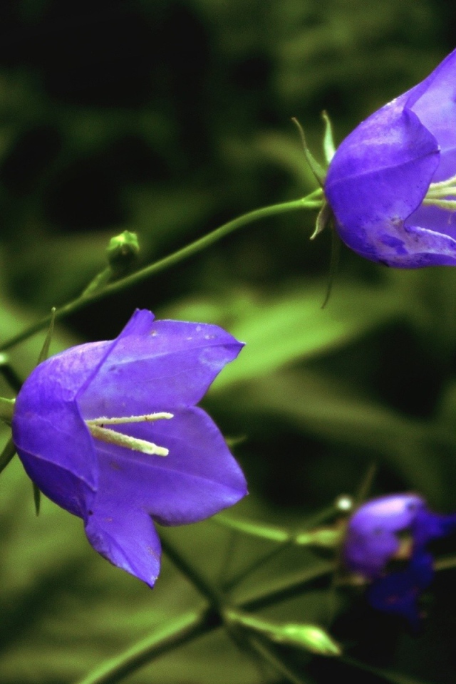 Цветы колокольчики