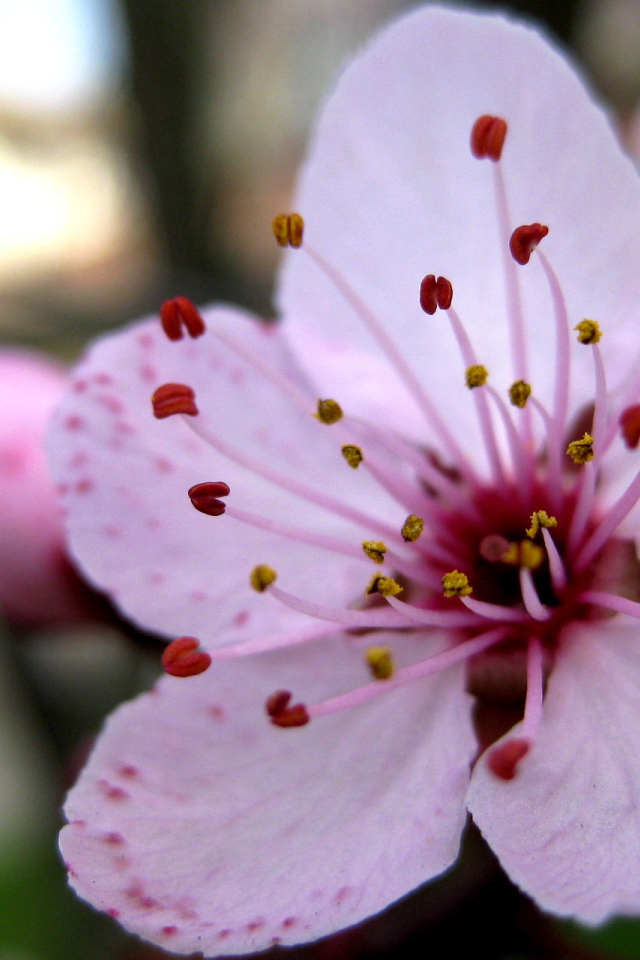 Увеличенный цветок вишни