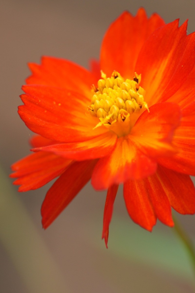 Оранжево желтый цветок