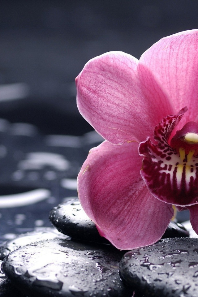 Орхидея на мокрых камнях