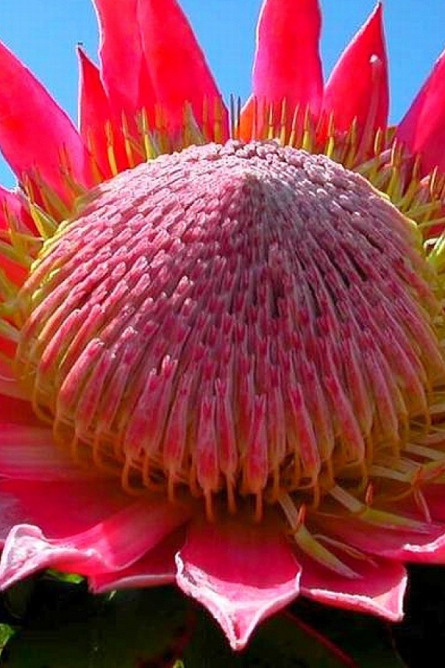 Розовый цветок кактуса