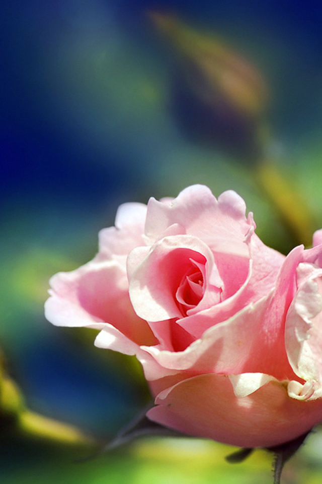 Розовая роза на размытом фоне