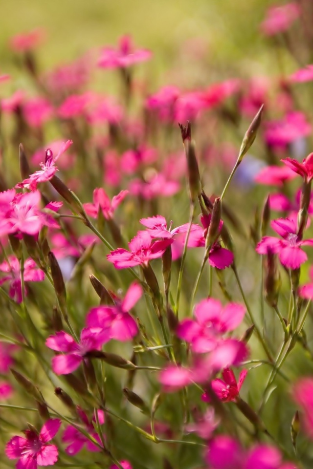 Фиолетовые полевые цветы