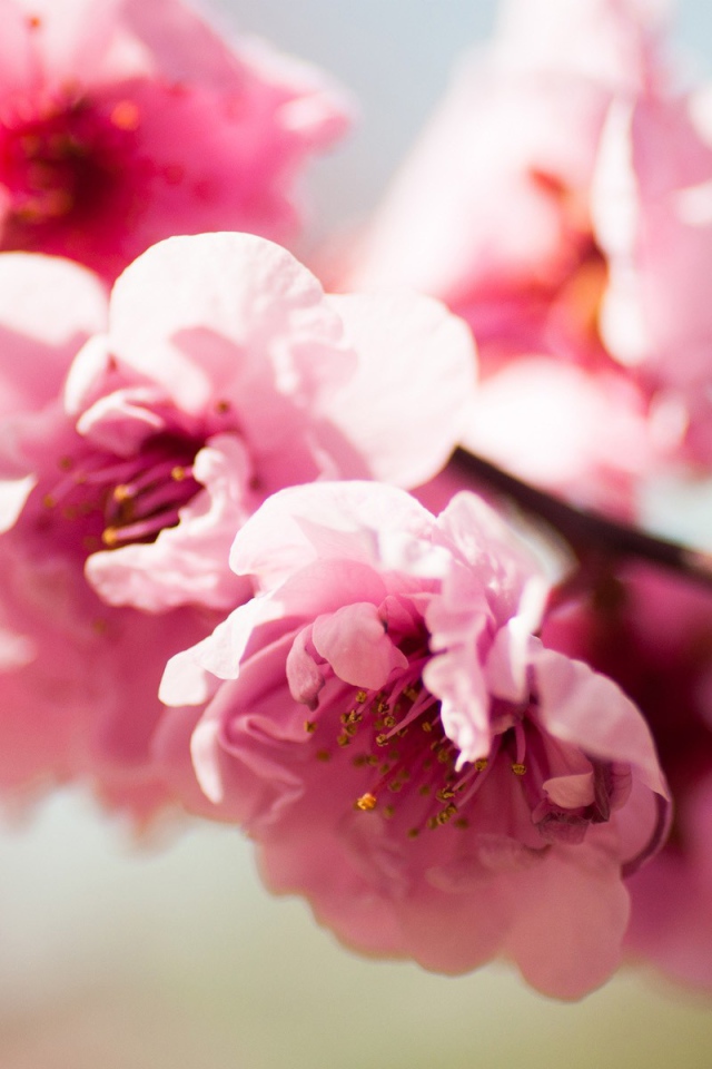 Розовое Весеннее цветение