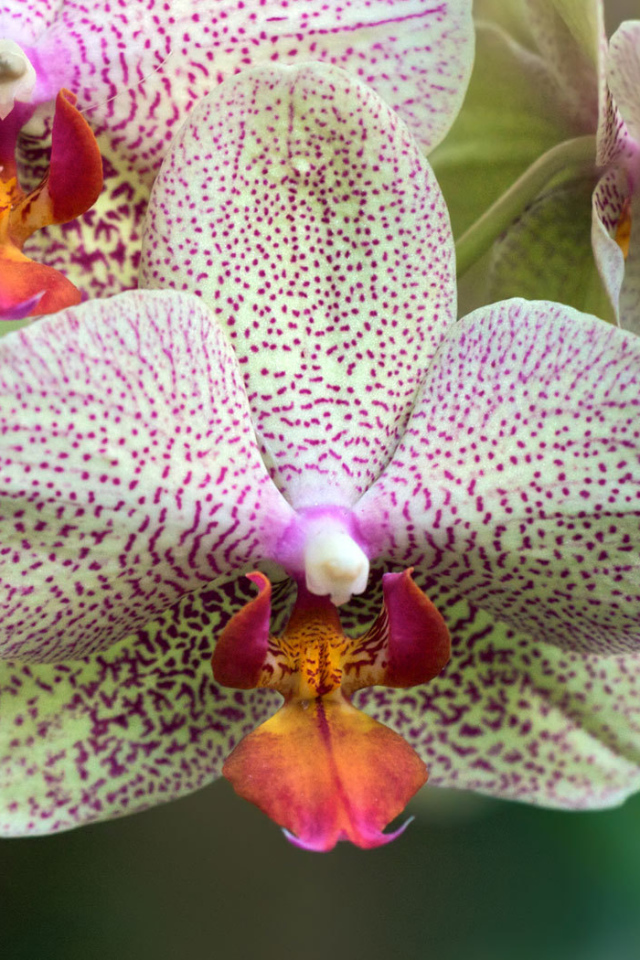 Пятнистая орхидея