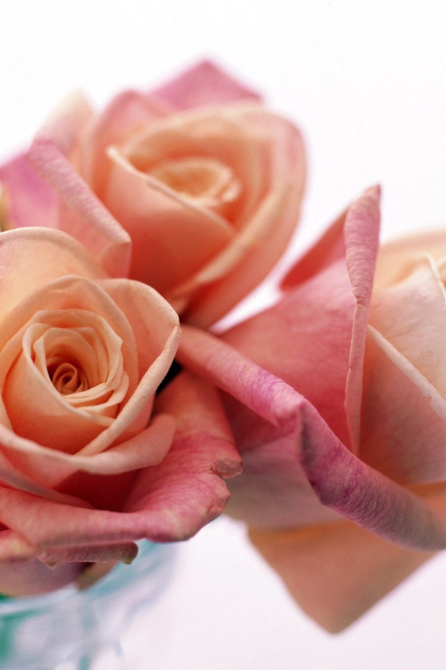 Три прекрасные розы