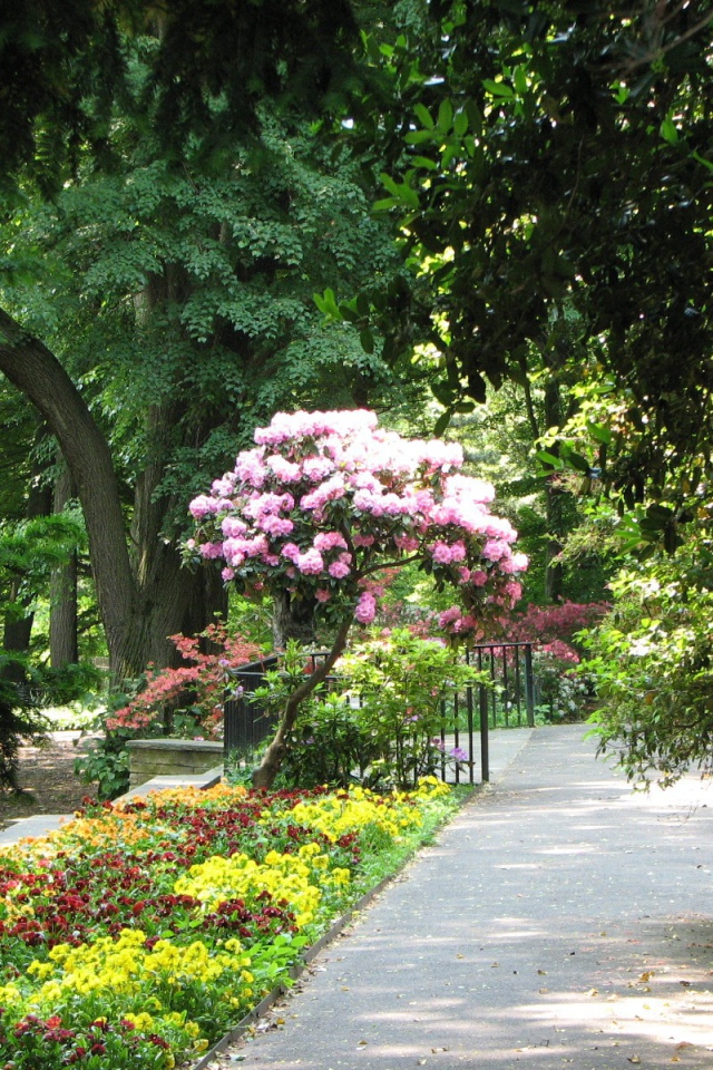 Дерево с розовыми цветами в парке