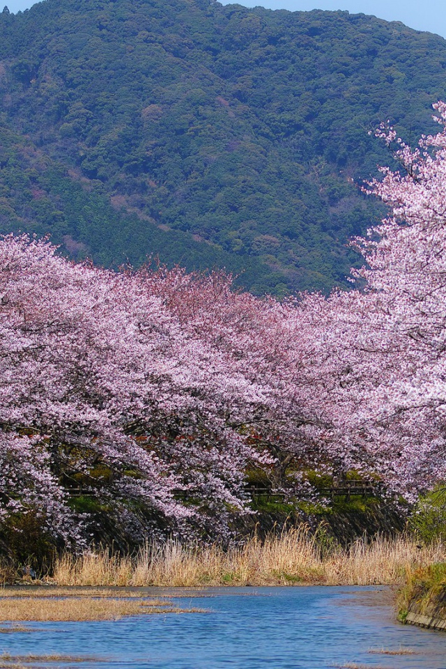 Деревья в белом цвету