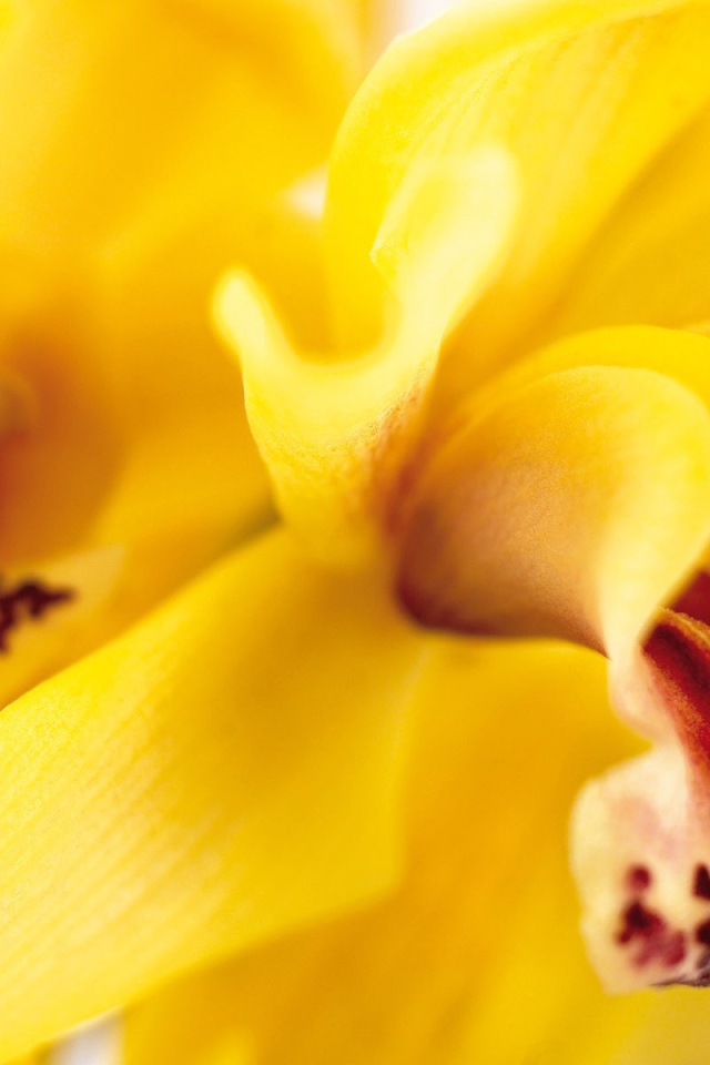 Желтая орхидея