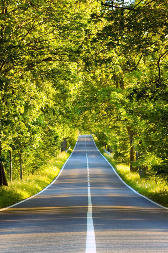 Хорошая дорога через зеленый лес