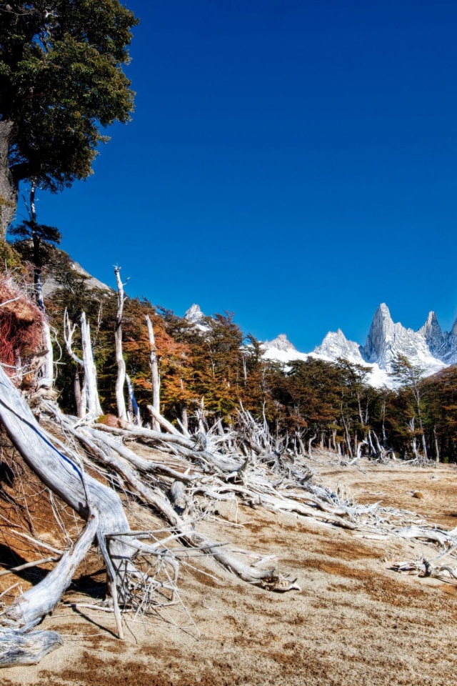 Голые корни высохших деревьев