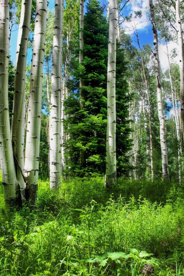 Березовый лес летом