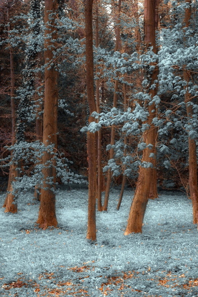 Лес покрытый инеем