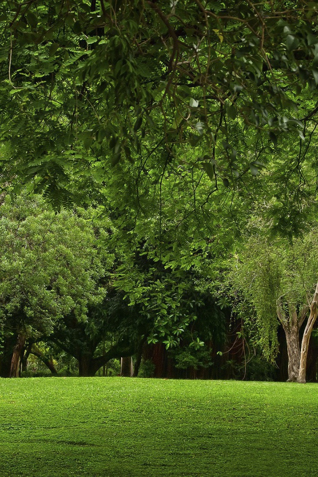 Зеленая природа парка