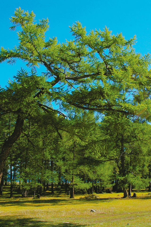 Парк больших деревьев