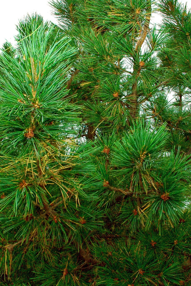 Сосновый куст