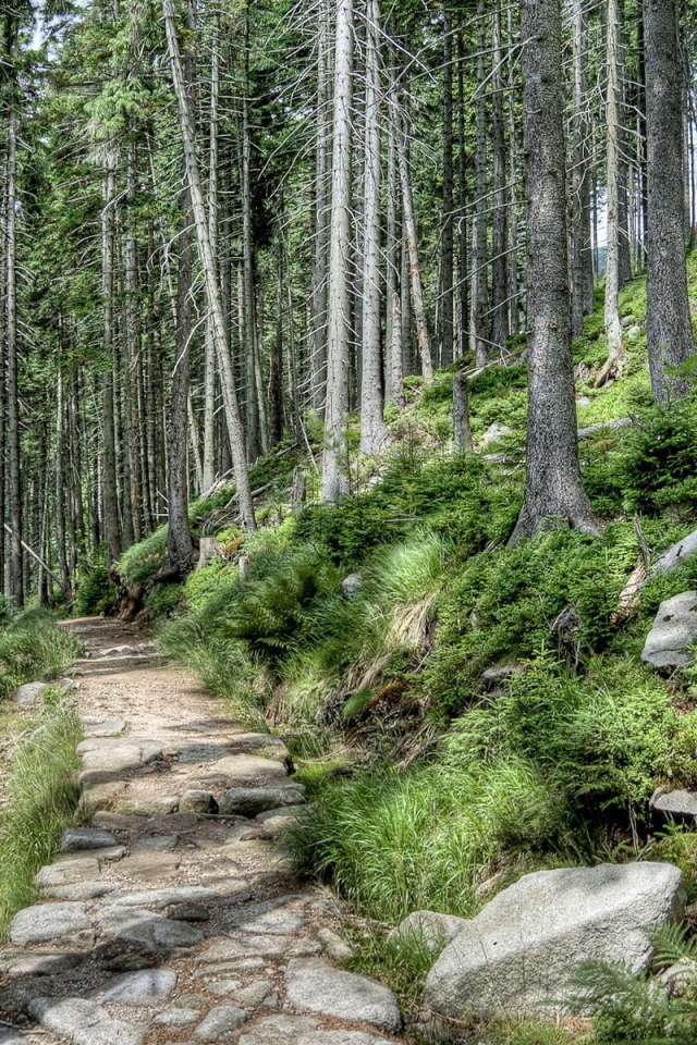 Каменная дорога в лесу