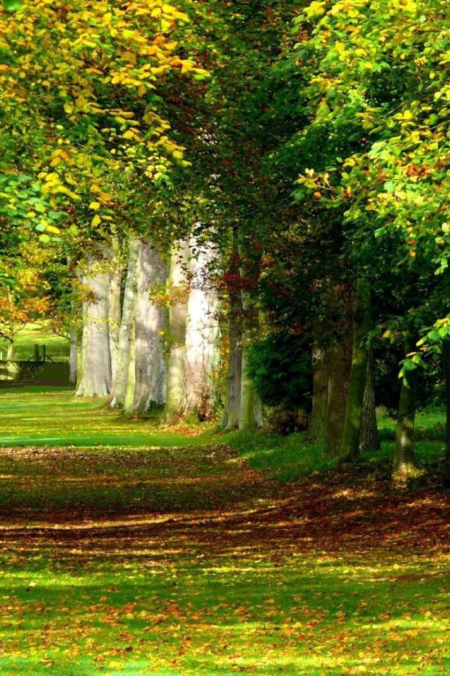 Солнечный лес