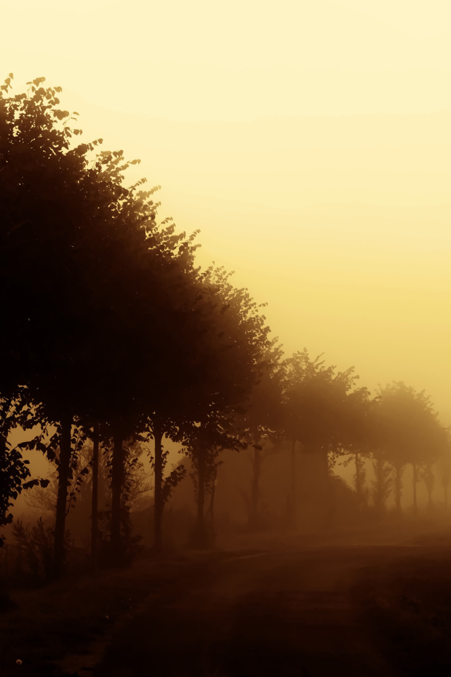 Деревья вдоль дороги