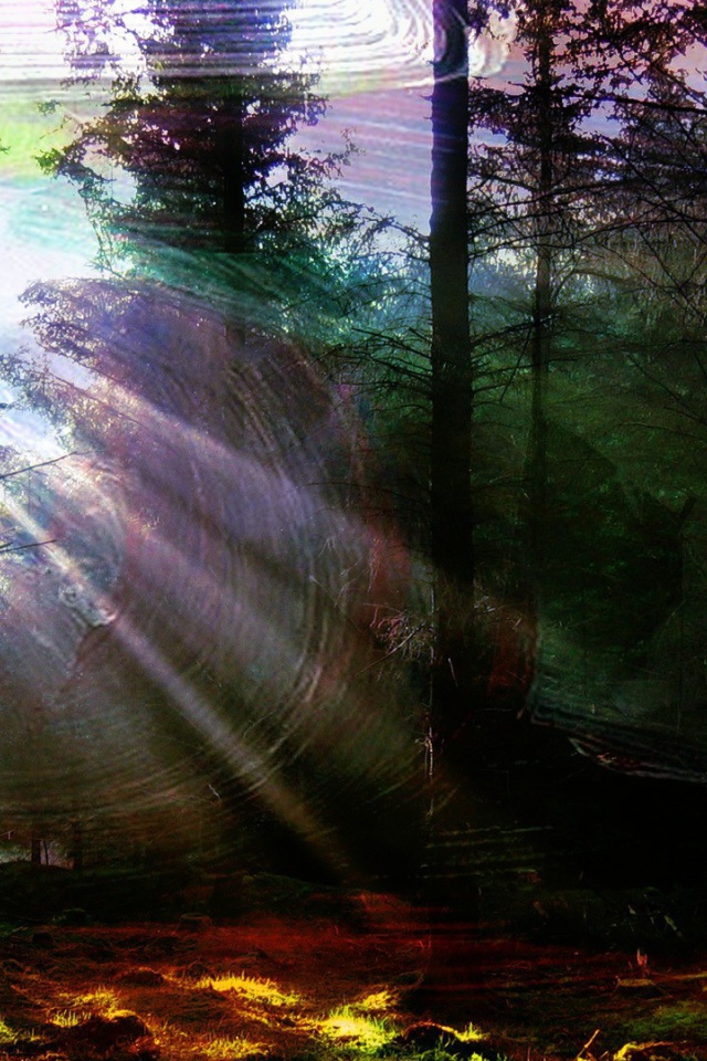 Лес в солнечной паутине