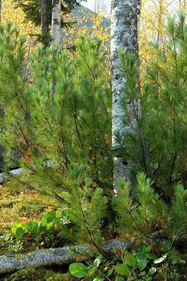 Лесной пейзаж с камнем