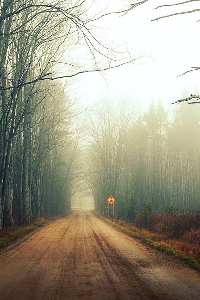 Туман на лесной дороге