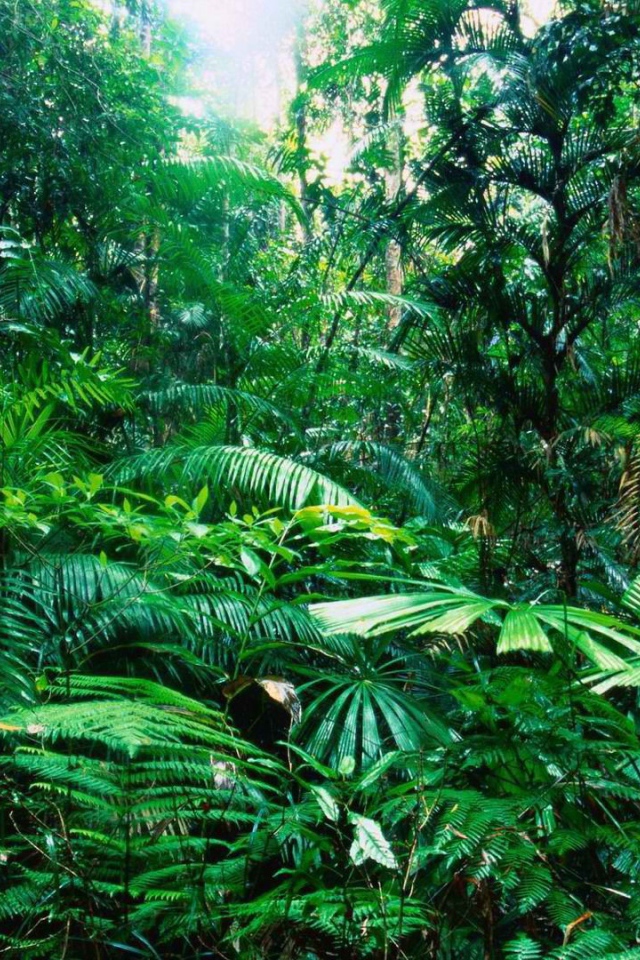 Тропический лес Австралии