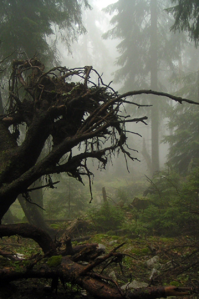 Корни упавшего дерева