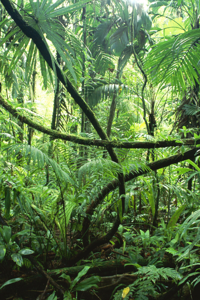 Тропические джунгли Сельвы